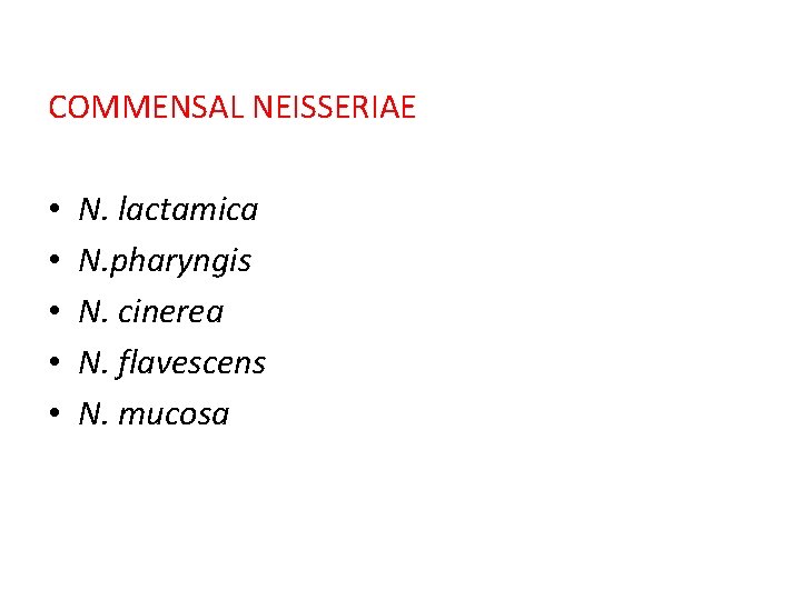 COMMENSAL NEISSERIAE • • • N. lactamica N. pharyngis N. cinerea N. flavescens N.