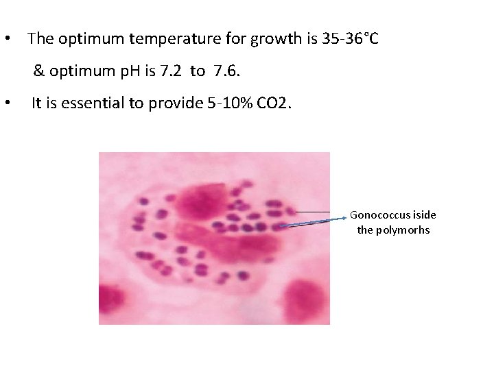  • The optimum temperature for growth is 35 -36°C & optimum p. H