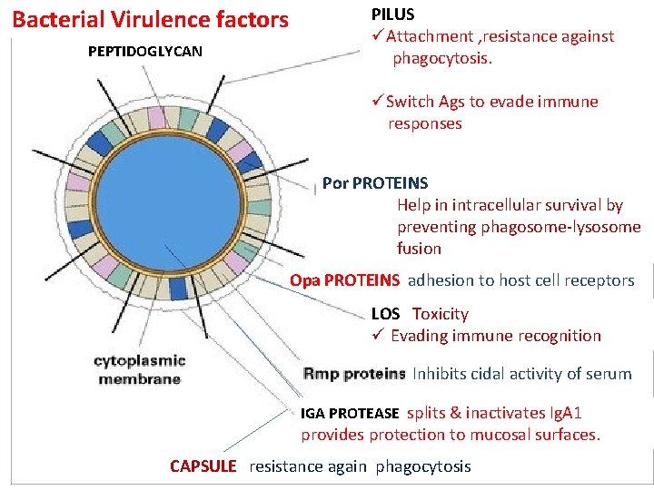 Bacterial Virulence factors PEPTIDOGLYCAN PILUS üAttachment , resistance against phagocytosis. üSwitch Ags to evade