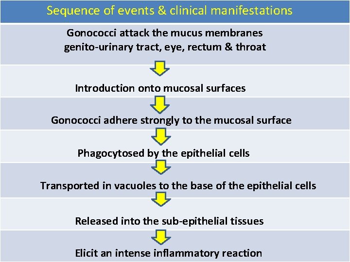 Sequence of events & clinical manifestations Gonococci attack the mucus membranes genito-urinary tract, eye,