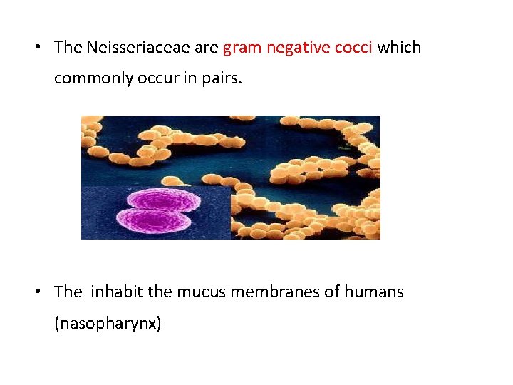  • The Neisseriaceae are gram negative cocci which commonly occur in pairs. •