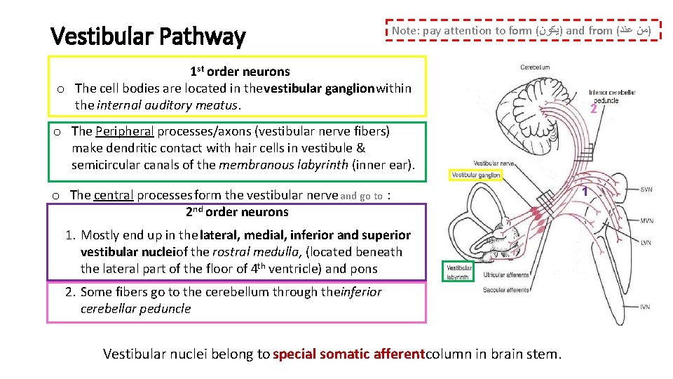 Vestibular Pathway Note: pay attention to form ( )ﻳﻜﻮﻥ and from ( )ﻣﻦ ﻋﻨﺪ