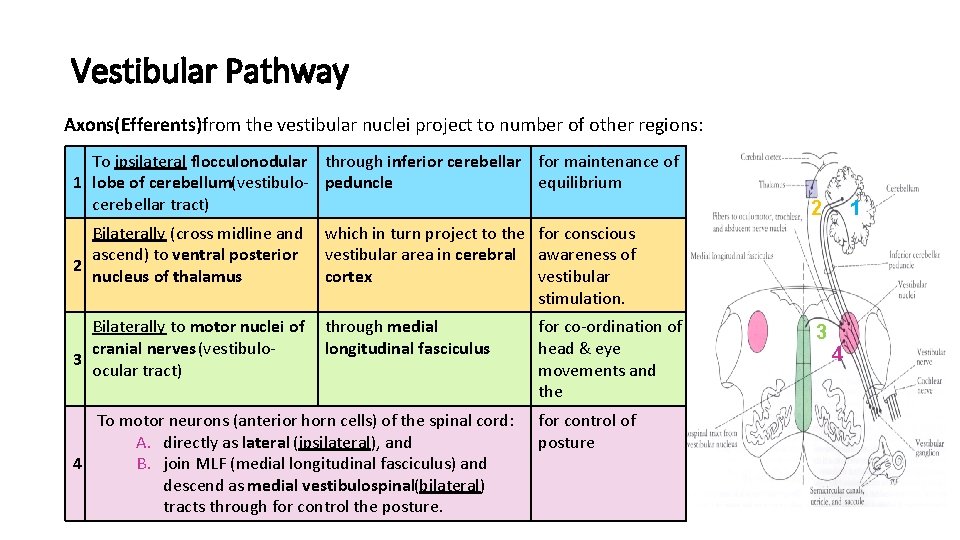 Vestibular Pathway Axons(Efferents)from the vestibular nuclei project to number of other regions: To ipsilateral