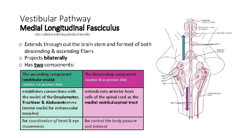 Vestibular Pathway Medial Longitudinal Fasciculus Also called medial longitudinal bundle o Extends through out