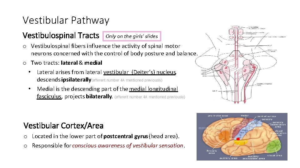 Vestibular Pathway Vestibulospinal Tracts Only on the girls’ slides o Vestibulospinal fibers influence the