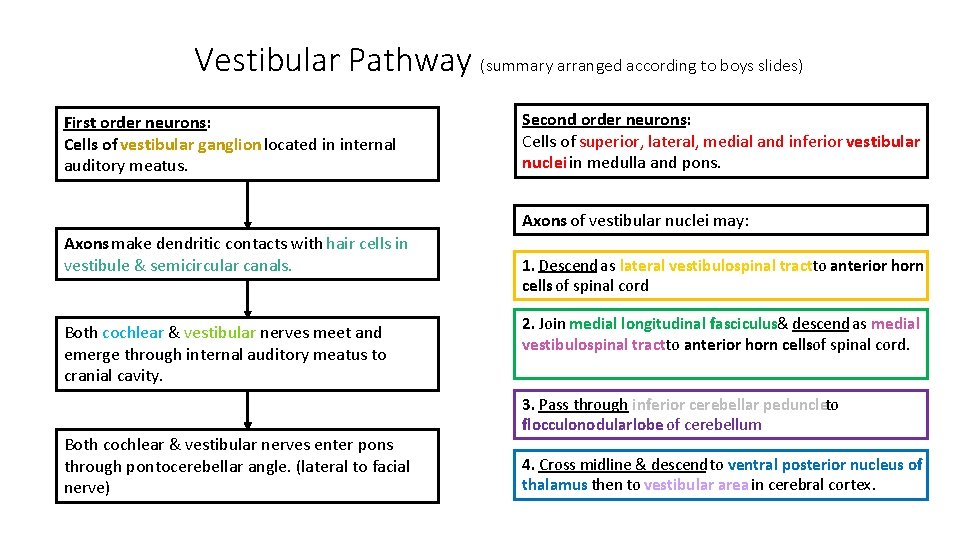 Vestibular Pathway (summary arranged according to boys slides) First order neurons: Cells of vestibular