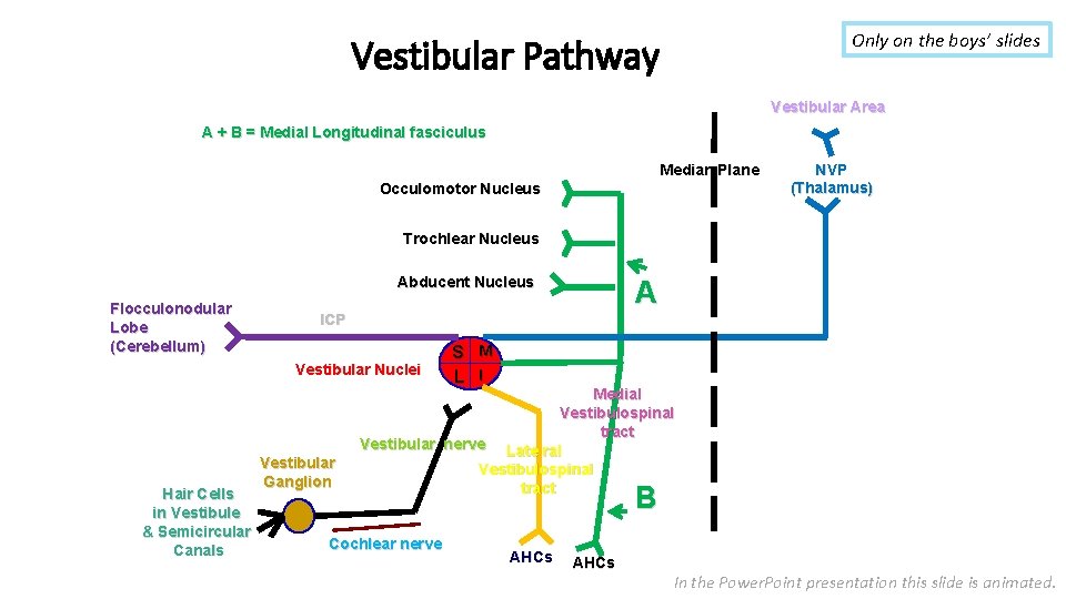 Only on the boys’ slides Vestibular Pathway Vestibular Area A + B = Medial