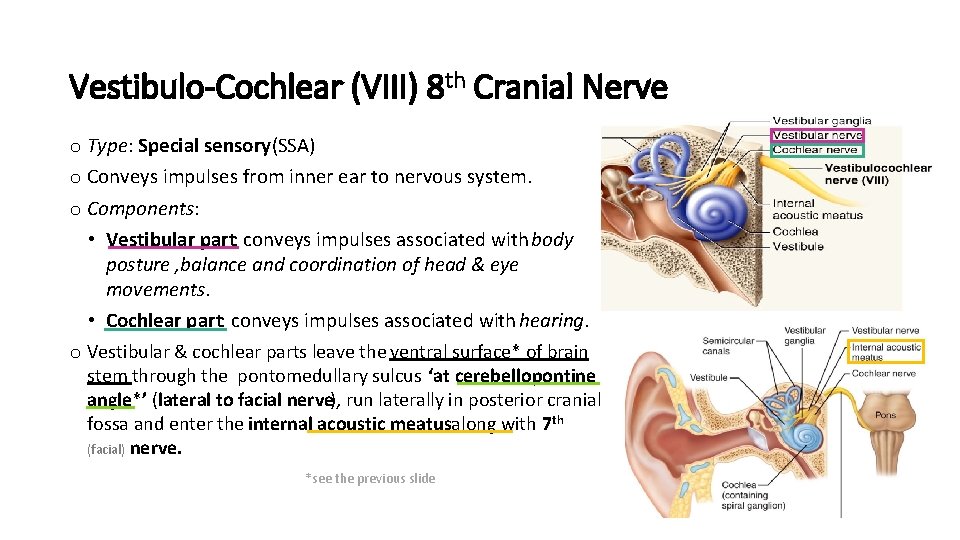 Vestibulo-Cochlear (VIII) 8 th Cranial Nerve o Type: Special sensory(SSA) o Conveys impulses from