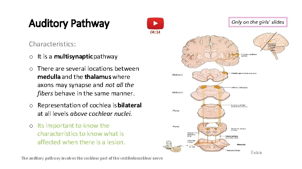 Auditory Pathway Only on the girls’ slides 04: 14 Characteristics: o It is a
