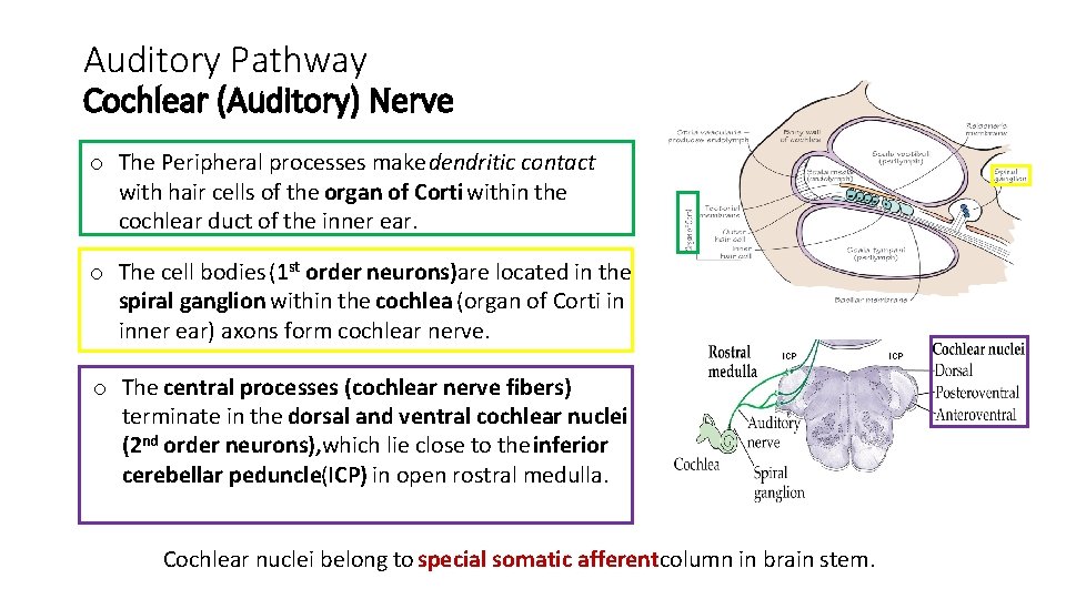 Auditory Pathway Cochlear (Auditory) Nerve o The Peripheral processes make dendritic contact with hair