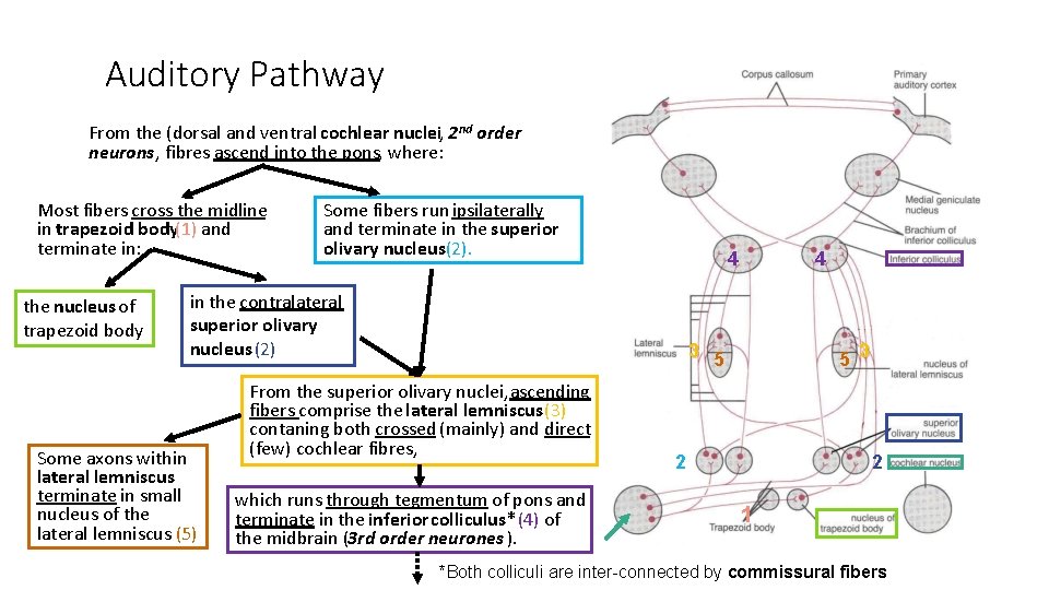 Auditory Pathway From the (dorsal and ventral cochlear nuclei, 2 nd order neurons, fibres