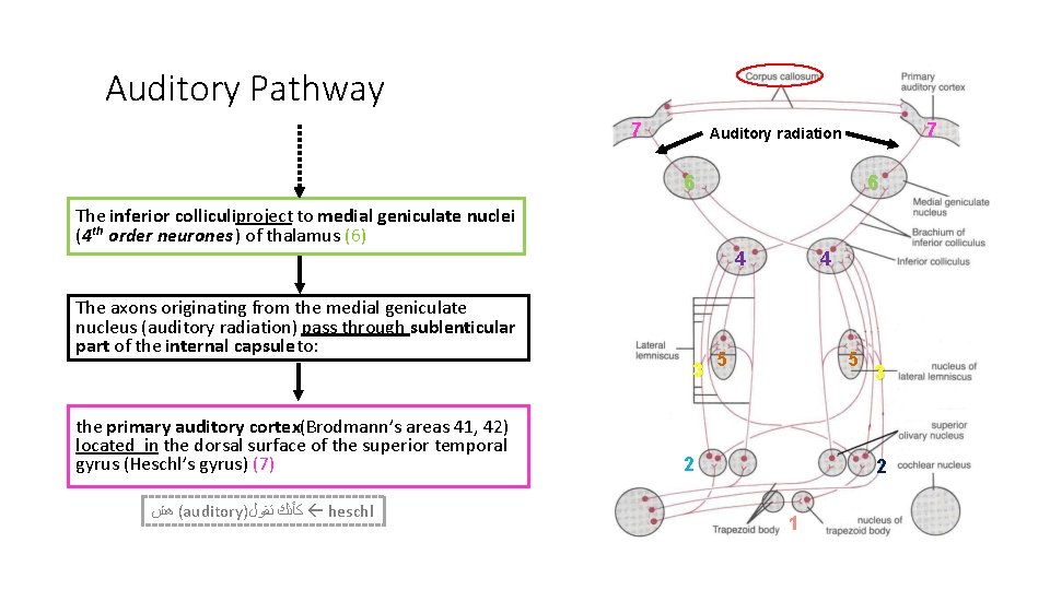 Auditory Pathway 7 7 Auditory radiation 6 6 The inferior colliculiproject to medial geniculate