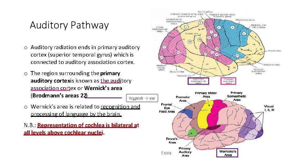 Auditory Pathway o Auditory radiation ends in primary auditory cortex (superior temporal gyrus) which