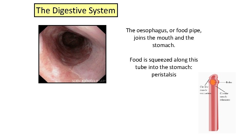 The Digestive System The oesophagus, or food pipe, joins the mouth and the stomach.