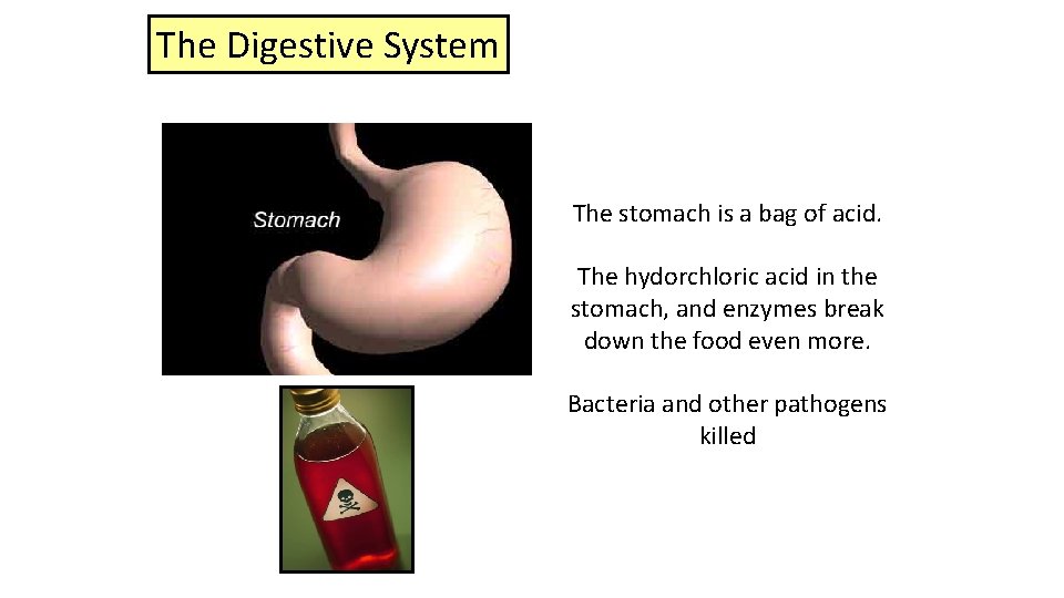 The Digestive System The stomach is a bag of acid. The hydorchloric acid in