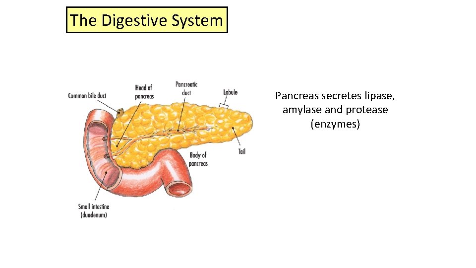 The Digestive System Pancreas secretes lipase, amylase and protease (enzymes) 