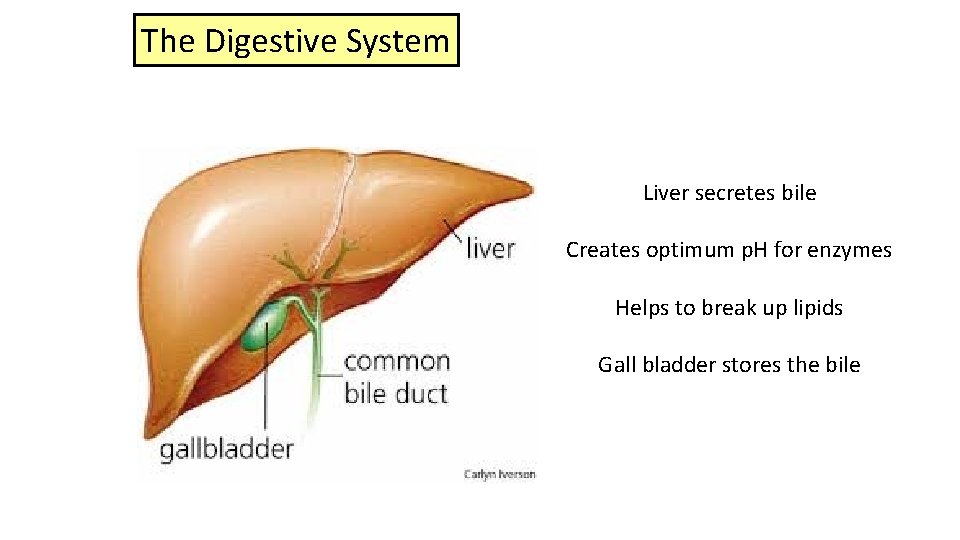The Digestive System Liver secretes bile Creates optimum p. H for enzymes Helps to