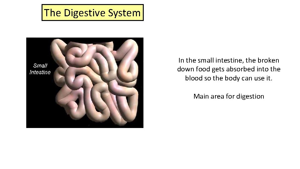 The Digestive System In the small intestine, the broken down food gets absorbed into