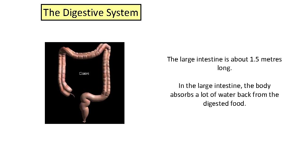 The Digestive System The large intestine is about 1. 5 metres long. In the