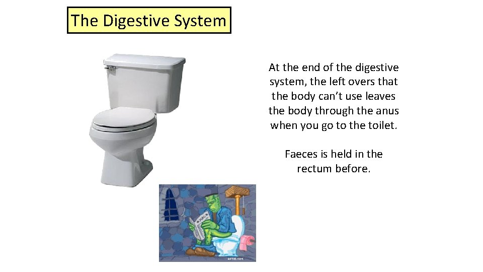 The Digestive System At the end of the digestive system, the left overs that