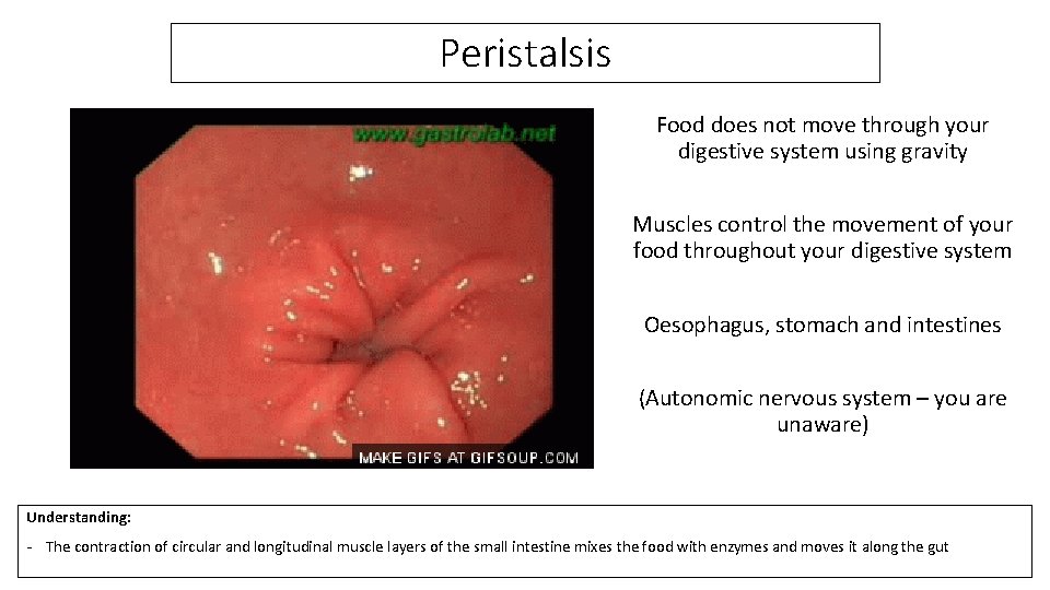 Peristalsis Food does not move through your digestive system using gravity Muscles control the