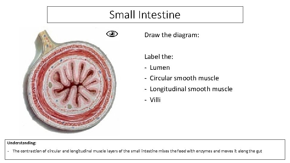Small Intestine Draw the diagram: Label the: - Lumen - Circular smooth muscle -