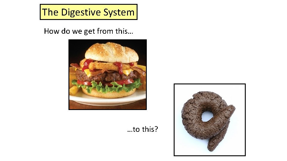 The Digestive System How do we get from this… …to this? 