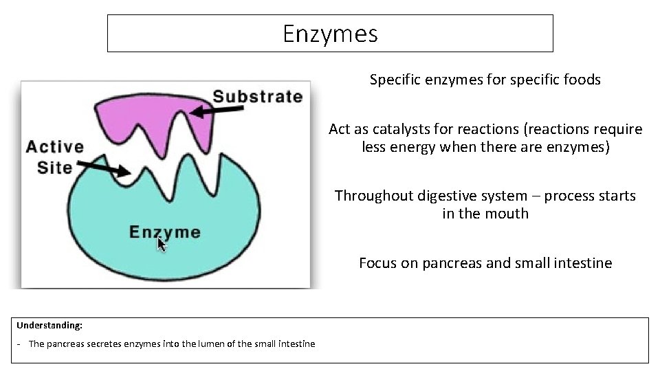 Enzymes Specific enzymes for specific foods Act as catalysts for reactions (reactions require less