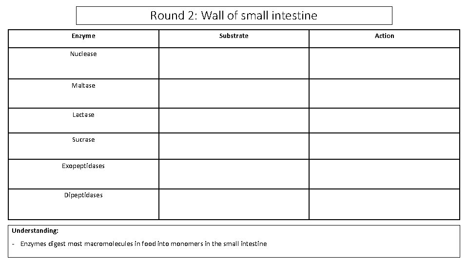 Round 2: Wall of small intestine Enzyme Substrate Nuclease Maltase Lactase Sucrase Exopeptidases Dipeptidases