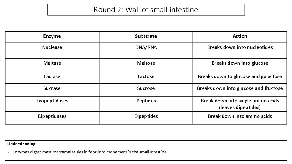 Round 2: Wall of small intestine Enzyme Substrate Action Nuclease DNA/RNA Breaks down into