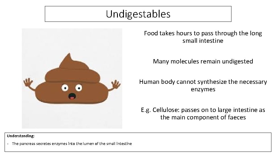 Undigestables Food takes hours to pass through the long small intestine Many molecules remain