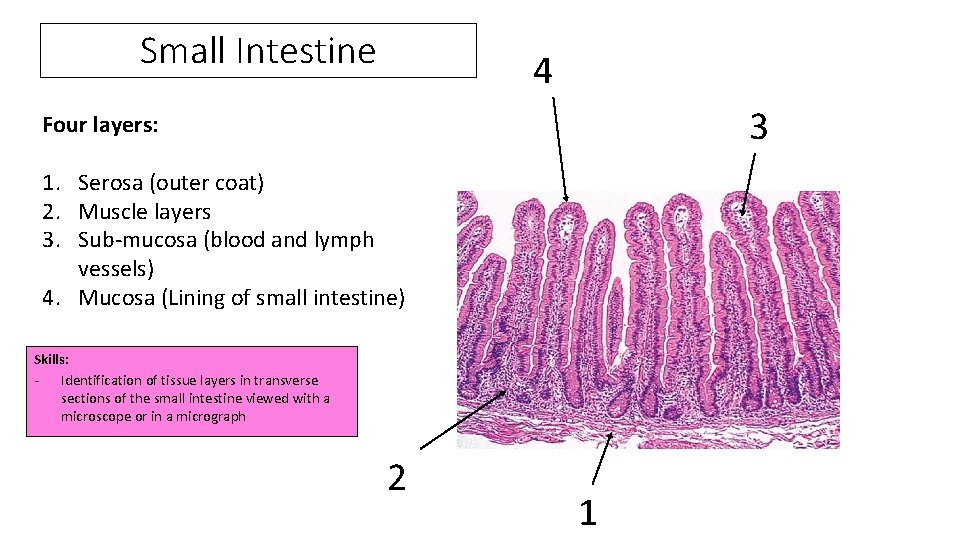 Small Intestine 4 3 Four layers: 1. Serosa (outer coat) 2. Muscle layers 3.