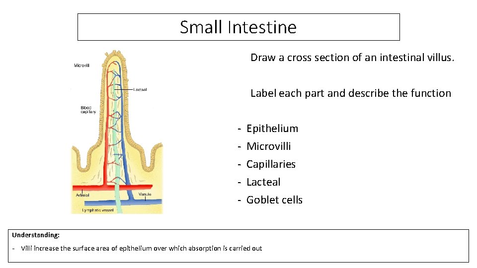 Small Intestine Draw a cross section of an intestinal villus. Label each part and