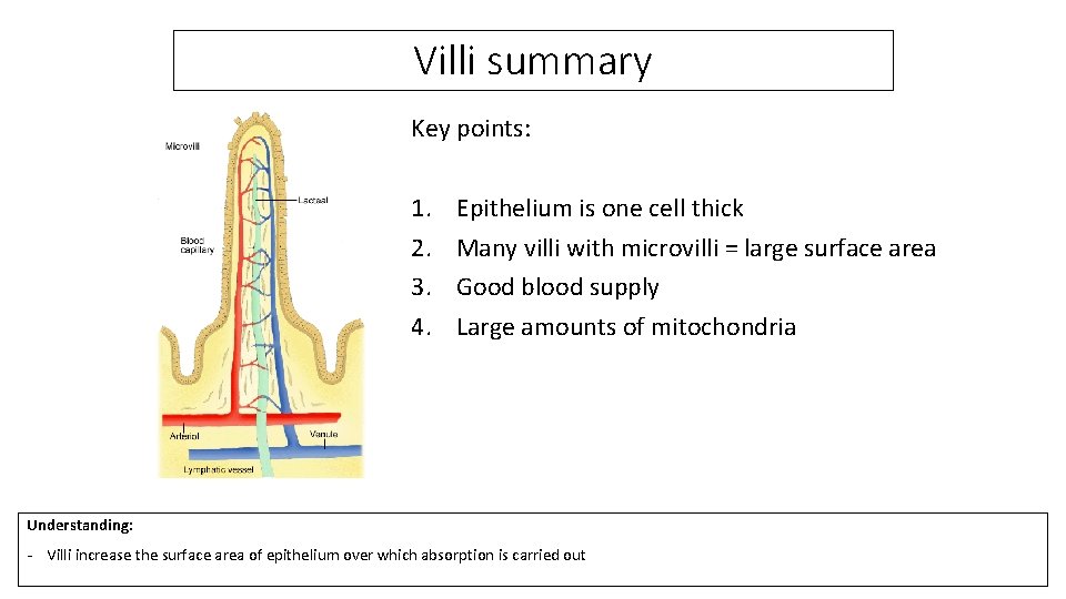 Villi summary Key points: 1. 2. 3. 4. Epithelium is one cell thick Many