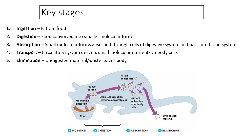Key stages 1. Ingestion – Eat the food 2. Digestion – Food converted into