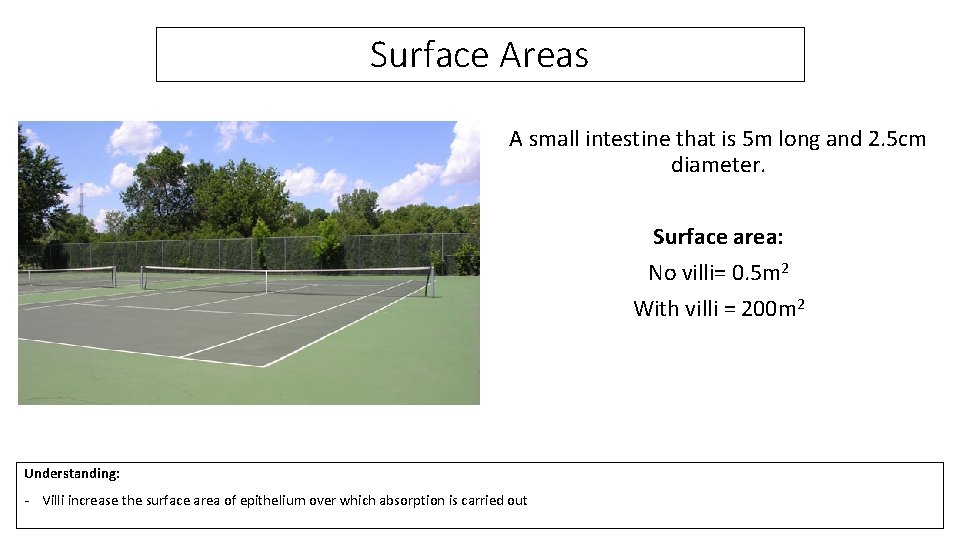 Surface Areas A small intestine that is 5 m long and 2. 5 cm