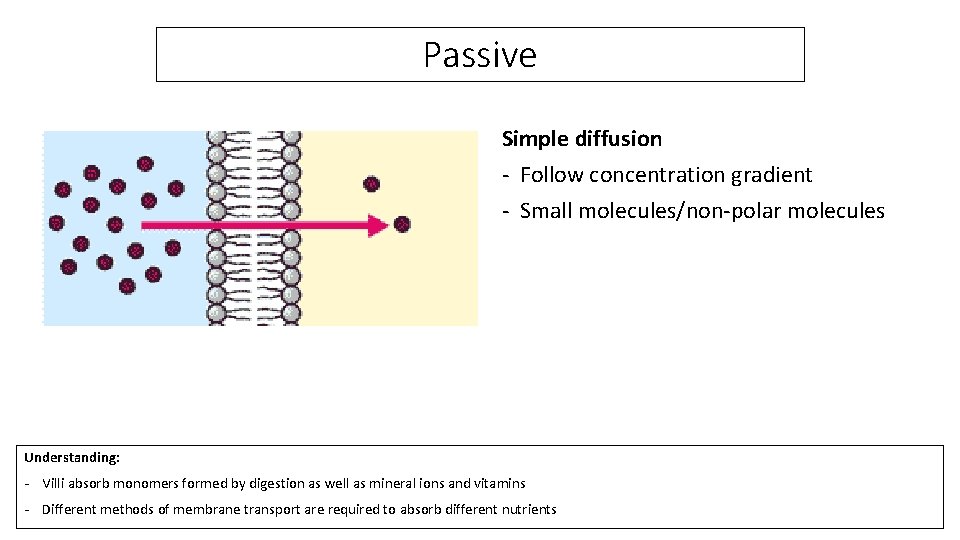 Passive Simple diffusion - Follow concentration gradient - Small molecules/non-polar molecules Understanding: - Villi