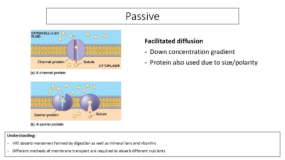 Passive Facilitated diffusion - Down concentration gradient - Protein also used due to size/polarity