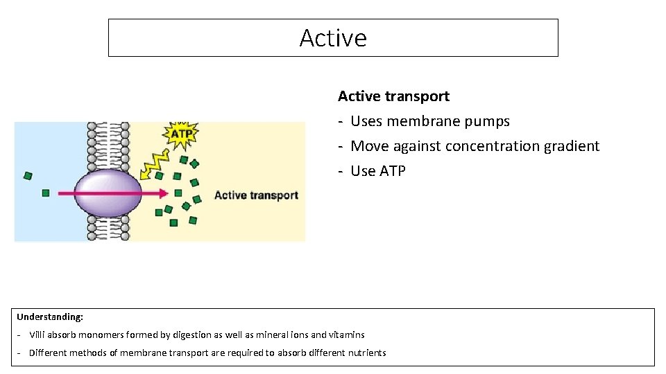 Active transport - Uses membrane pumps - Move against concentration gradient - Use ATP