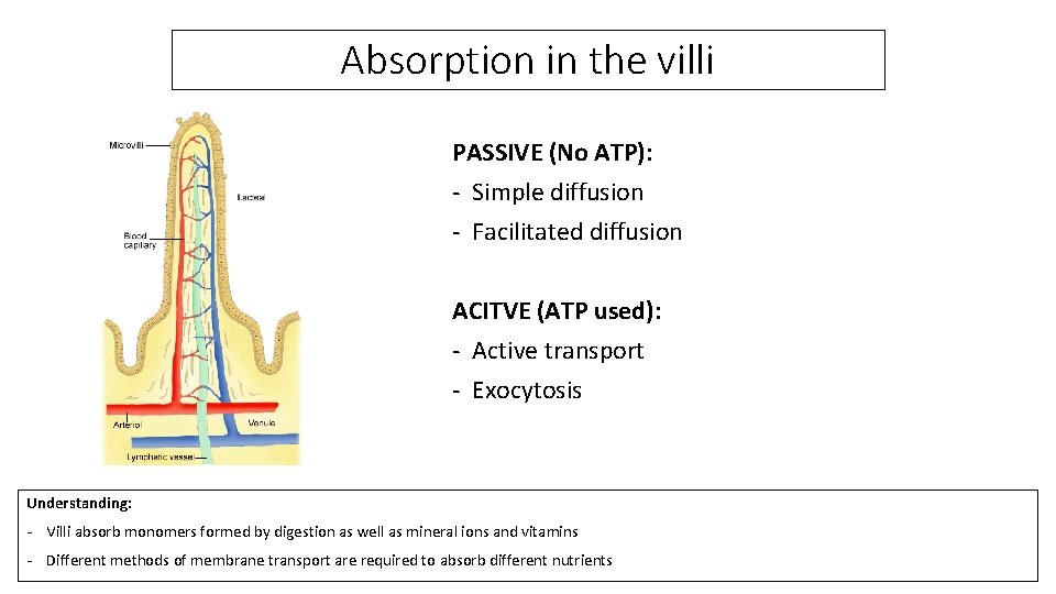 Absorption in the villi PASSIVE (No ATP): - Simple diffusion - Facilitated diffusion ACITVE