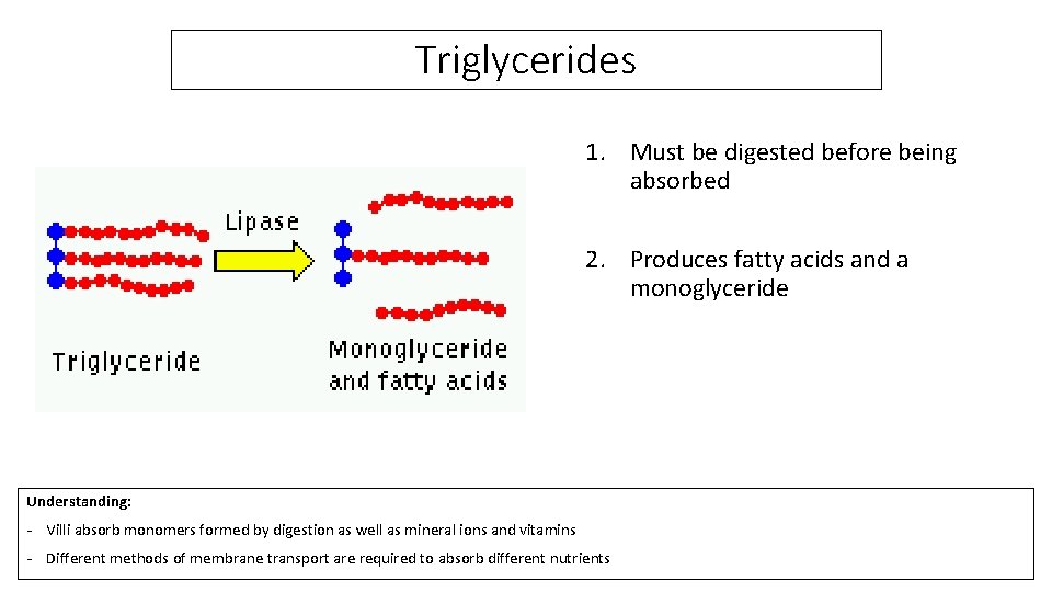 Triglycerides 1. Must be digested before being absorbed 2. Produces fatty acids and a