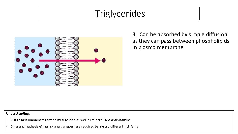 Triglycerides 3. Can be absorbed by simple diffusion as they can pass between phospholipids