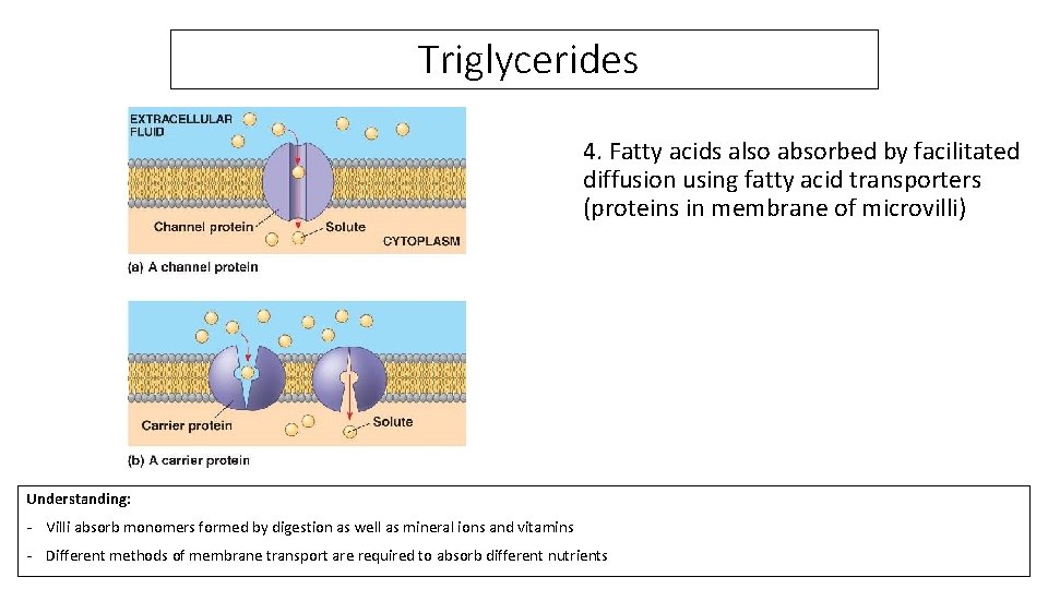 Triglycerides 4. Fatty acids also absorbed by facilitated diffusion using fatty acid transporters (proteins