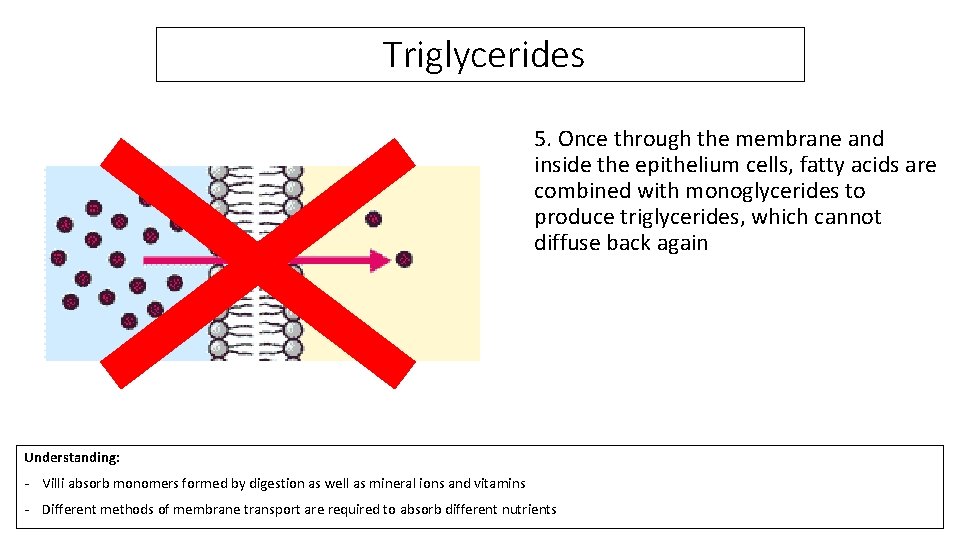 Triglycerides 5. Once through the membrane and inside the epithelium cells, fatty acids are
