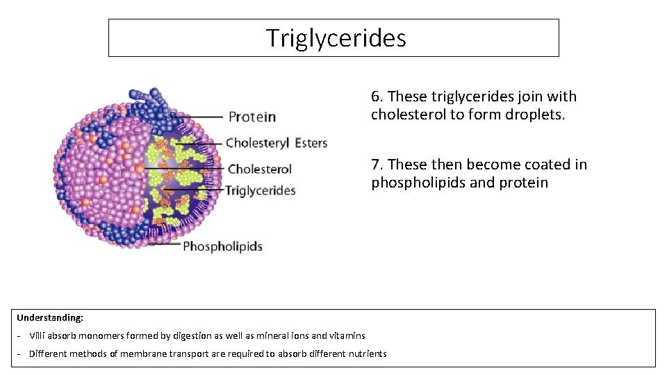 Triglycerides 6. These triglycerides join with cholesterol to form droplets. 7. These then become