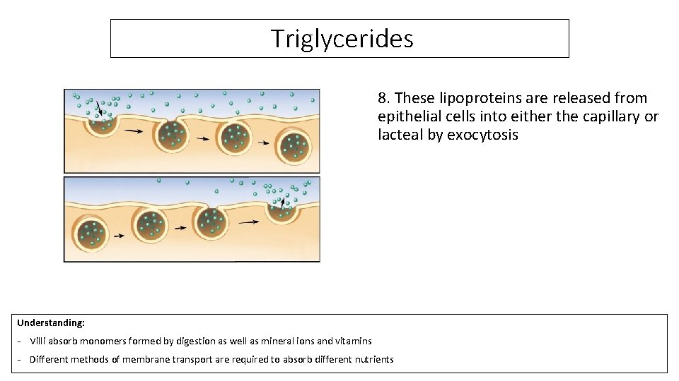 Triglycerides 8. These lipoproteins are released from epithelial cells into either the capillary or