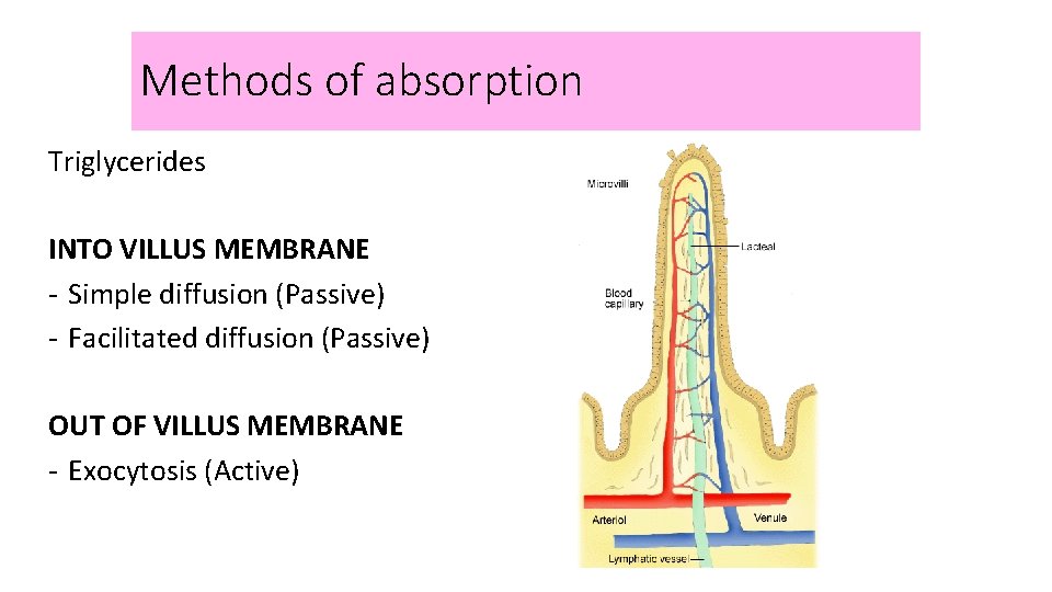 Methods of absorption Triglycerides INTO VILLUS MEMBRANE - Simple diffusion (Passive) - Facilitated diffusion