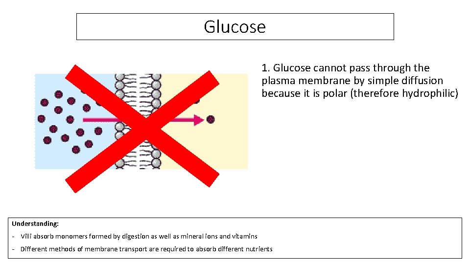 Glucose 1. Glucose cannot pass through the plasma membrane by simple diffusion because it