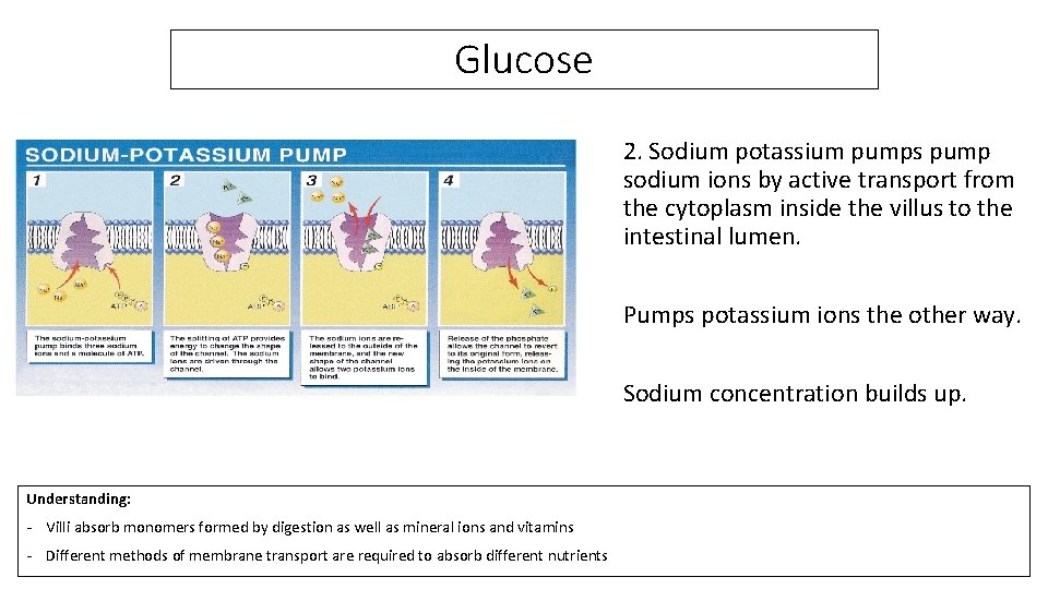 Glucose 2. Sodium potassium pumps pump sodium ions by active transport from the cytoplasm