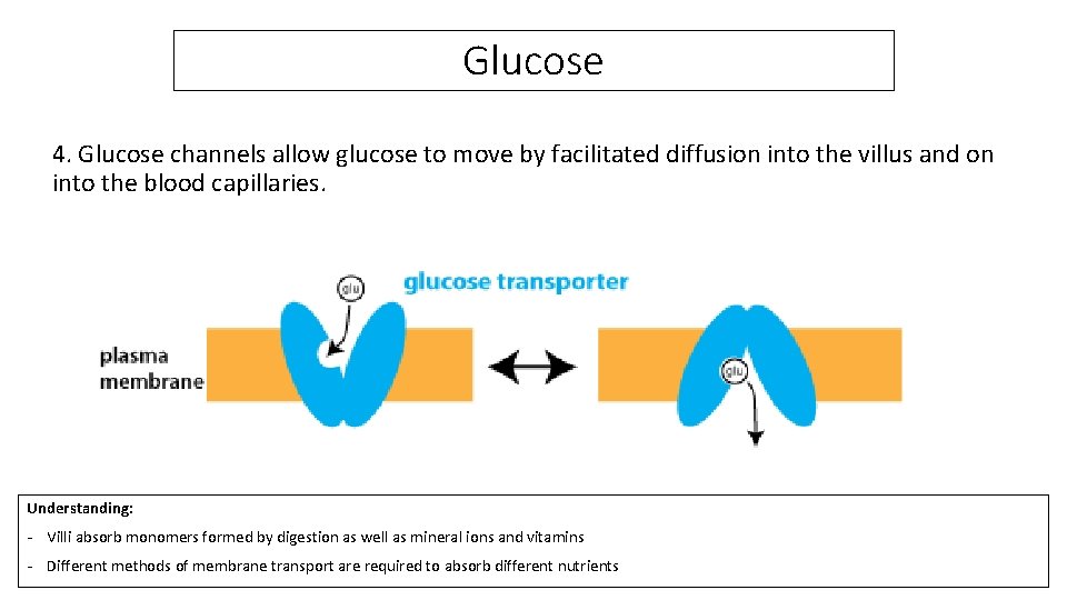 Glucose 4. Glucose channels allow glucose to move by facilitated diffusion into the villus